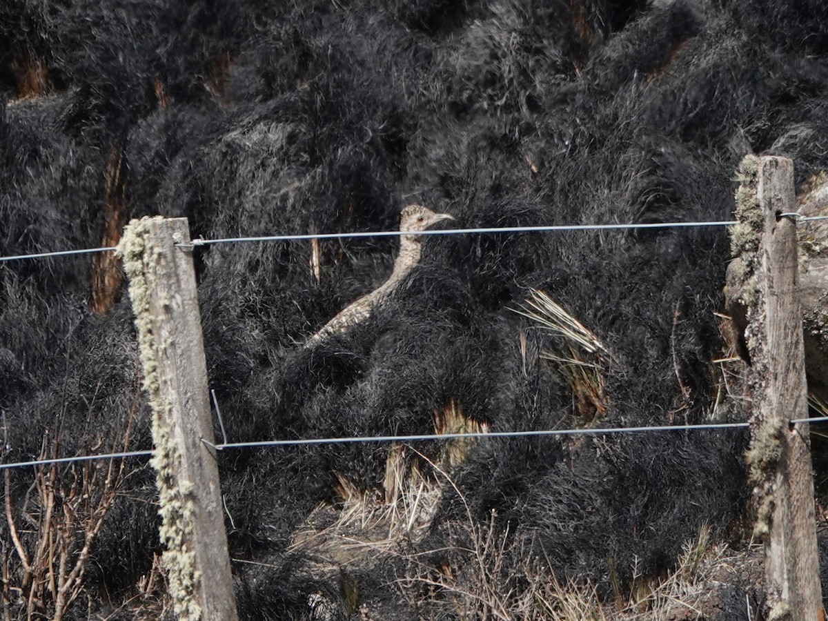 Ornate Tinamou - ML645535511