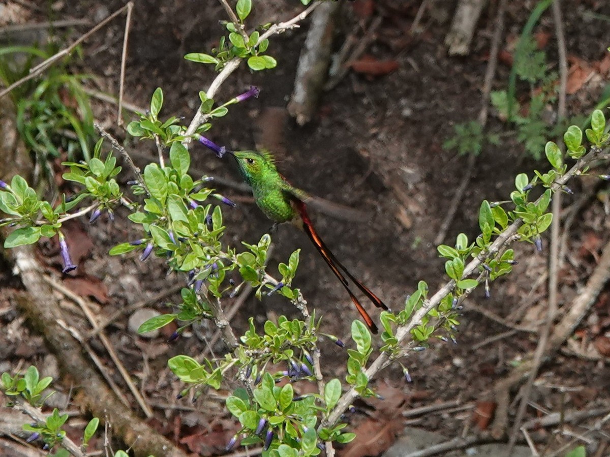 Red-tailed Comet - ML645535512