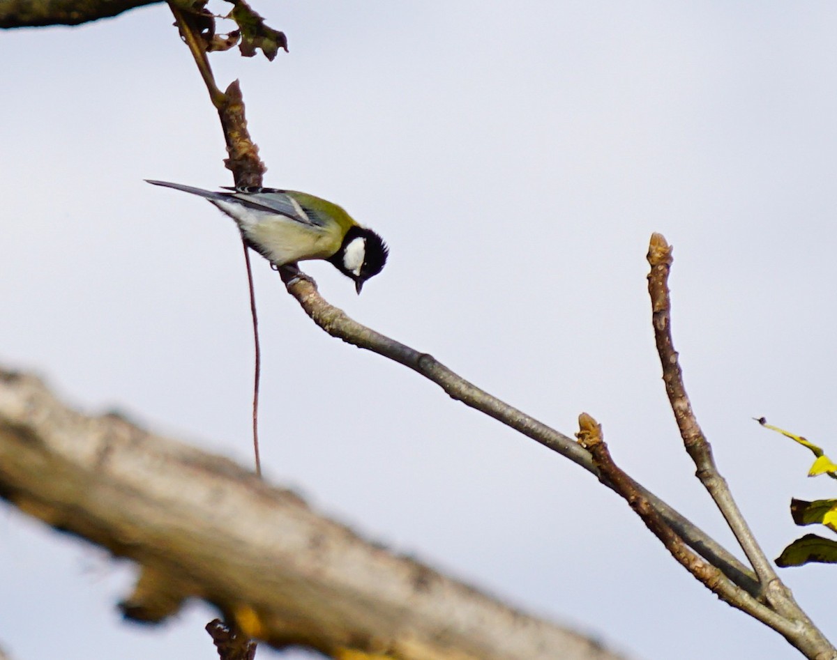 Asian Tit - ML645535513