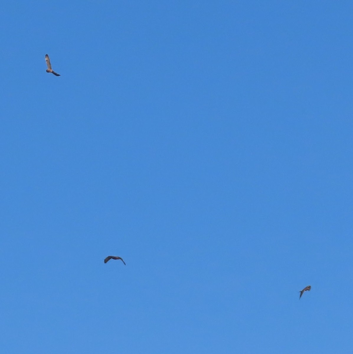 Short-eared Owl - ML645535515