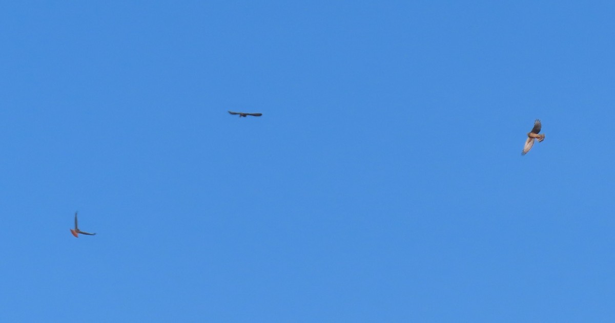 Short-eared Owl - ML645535516