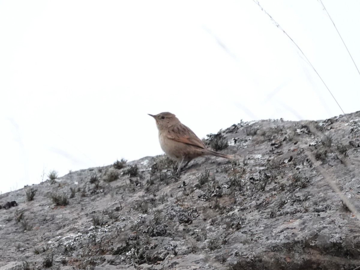 Streak-backed Canastero (Puna) - ML645535517