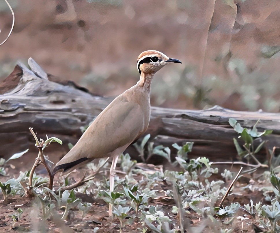 Temminck's Courser - ML645535518