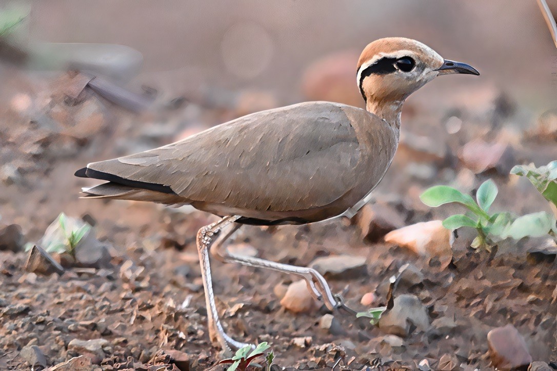 Temminck's Courser - ML645535519