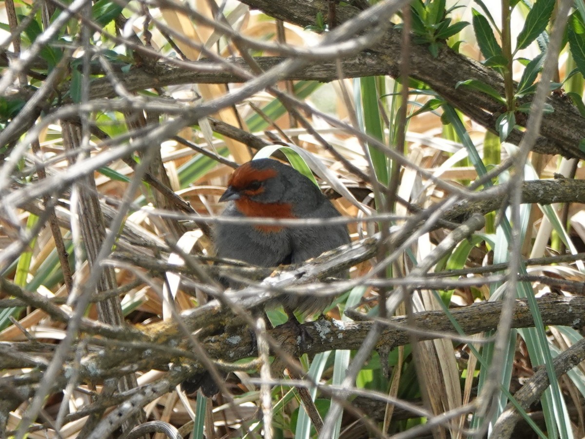 Tucuman Mountain Finch - ML645535520