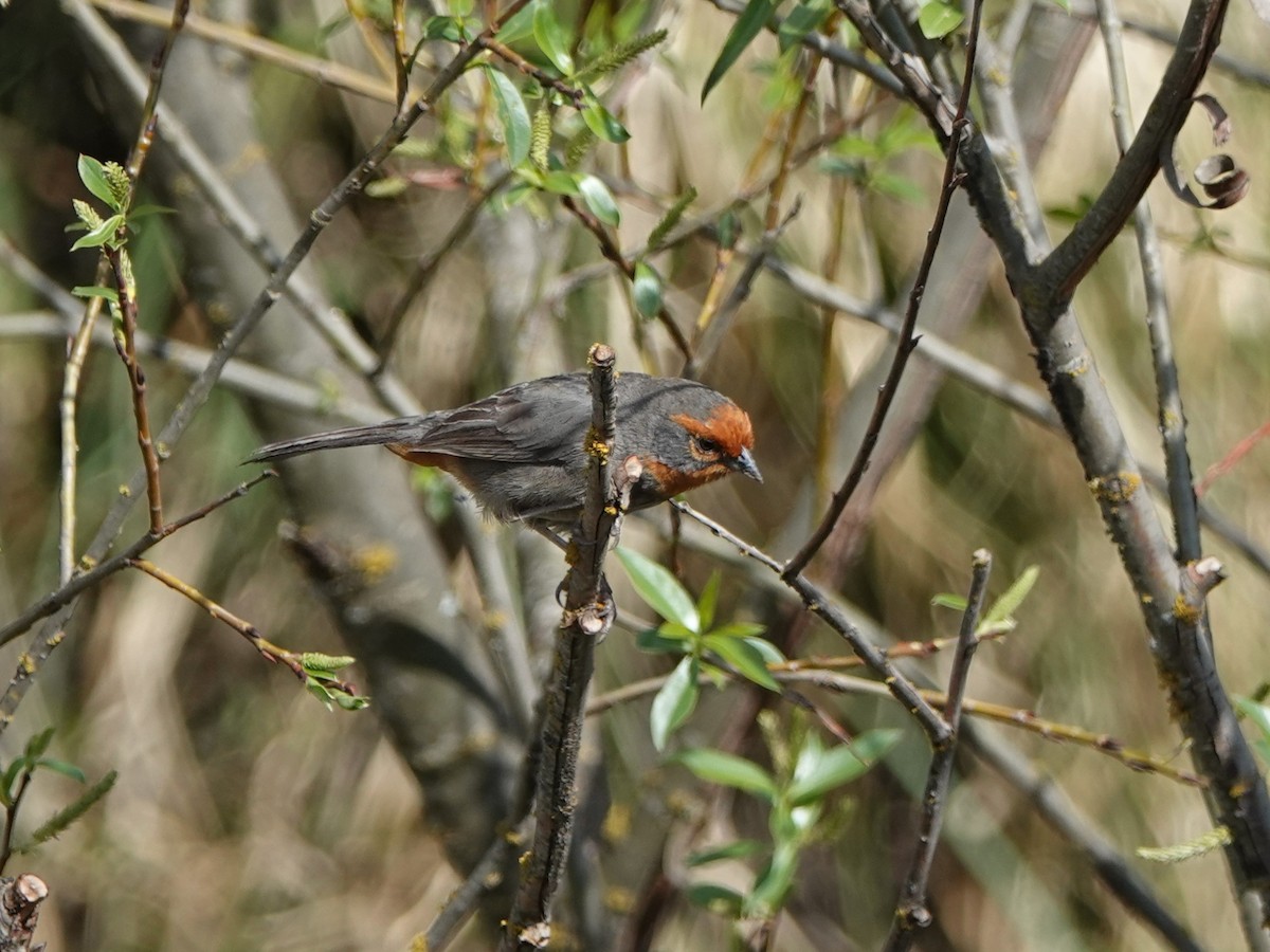 Tucuman Mountain Finch - ML645535521