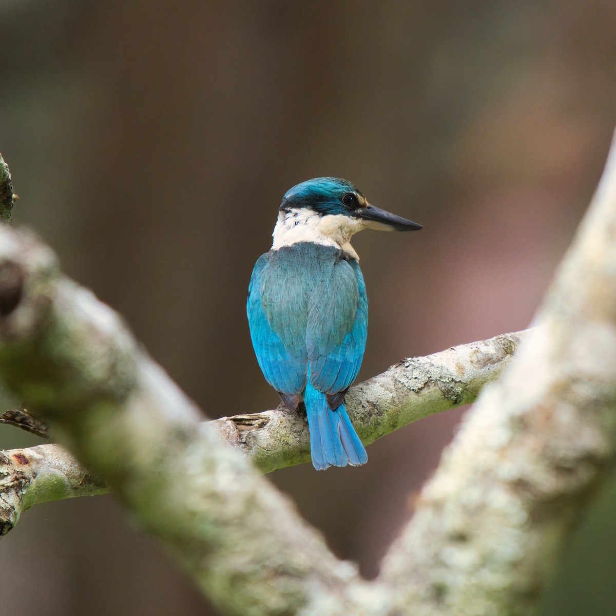 Sacred Kingfisher - ML645535522