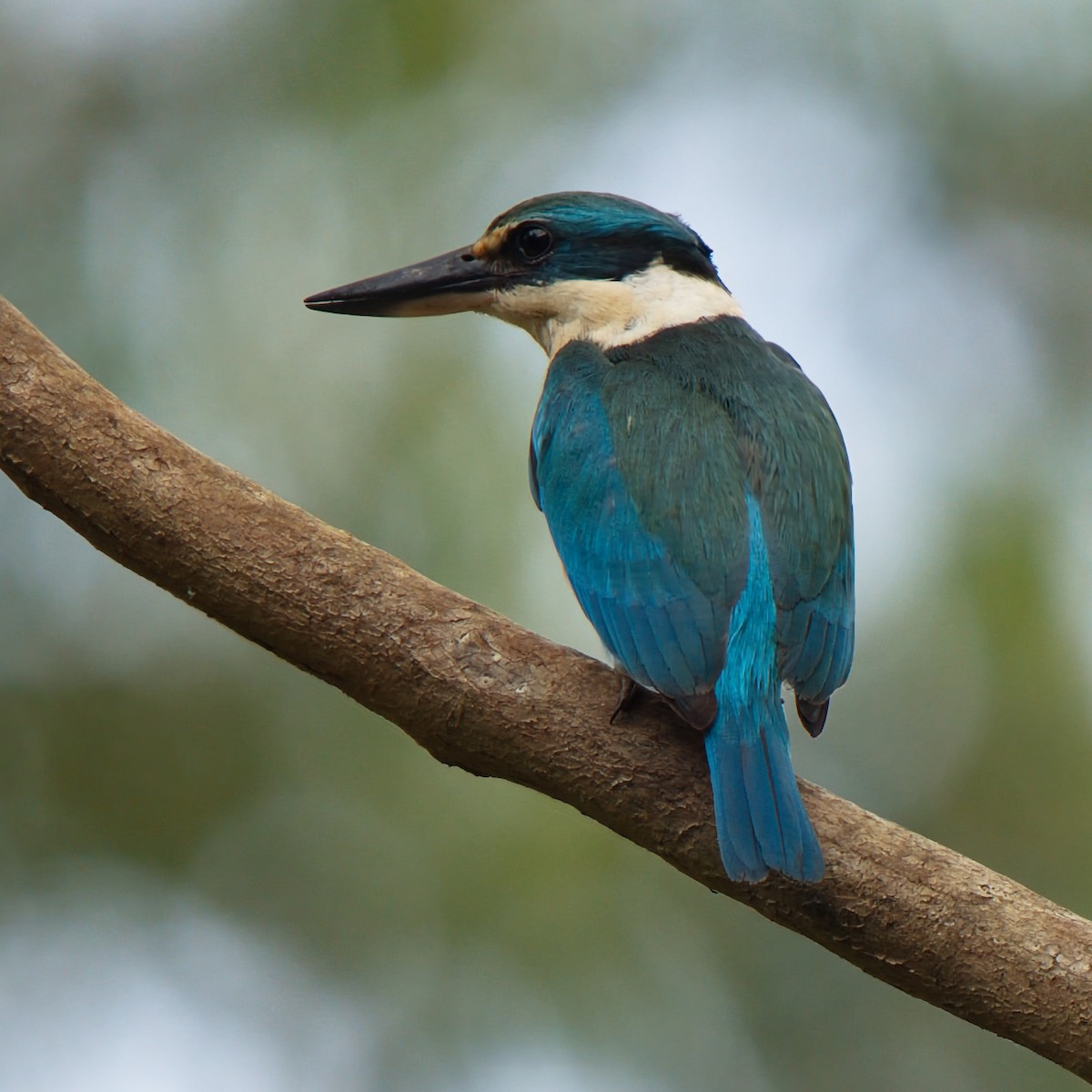 Sacred Kingfisher - ML645535523