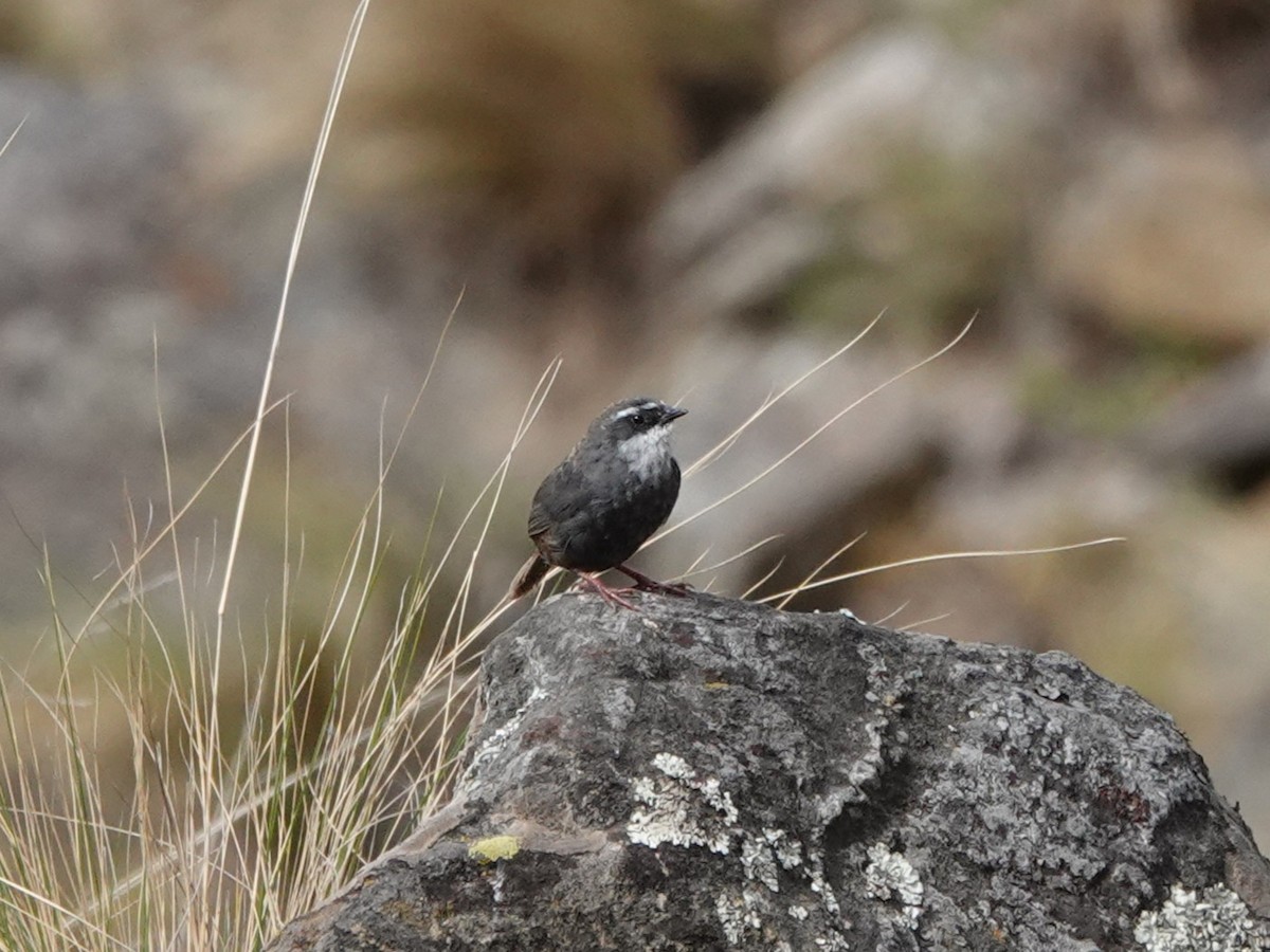 White-browed Tapaculo - ML645535524