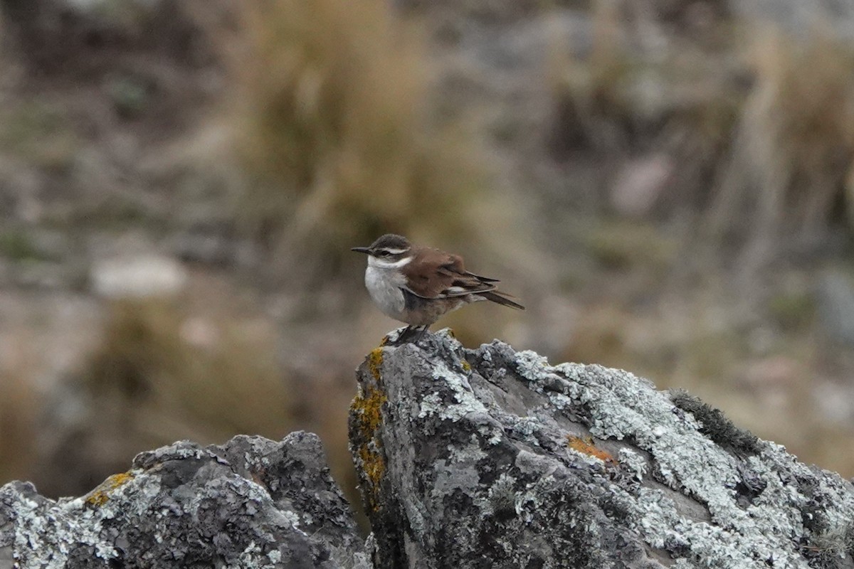 White-winged Cinclodes - ML645535525