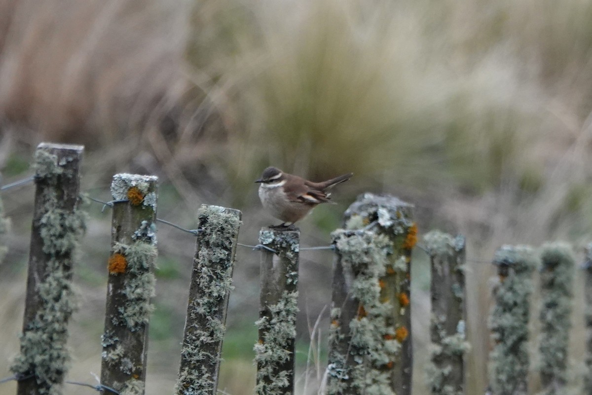 White-winged Cinclodes - ML645535526