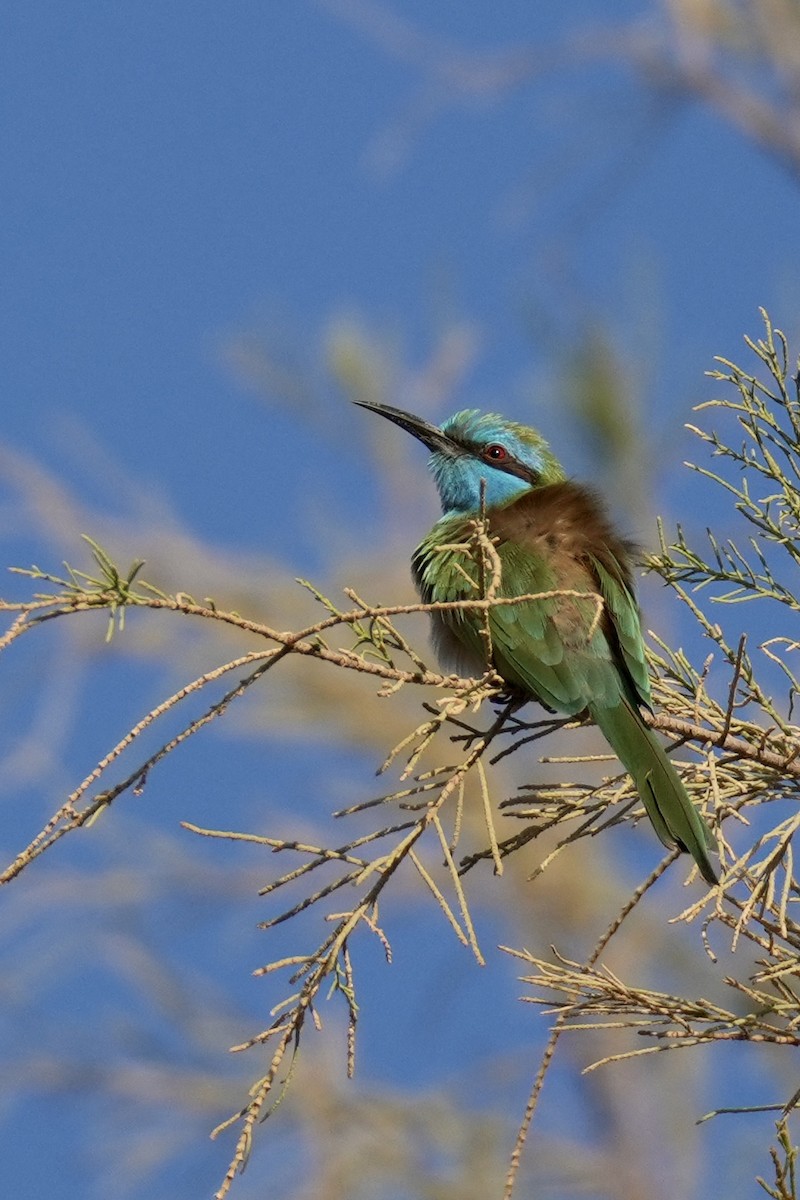 Arabian Green Bee-eater - ML645535534