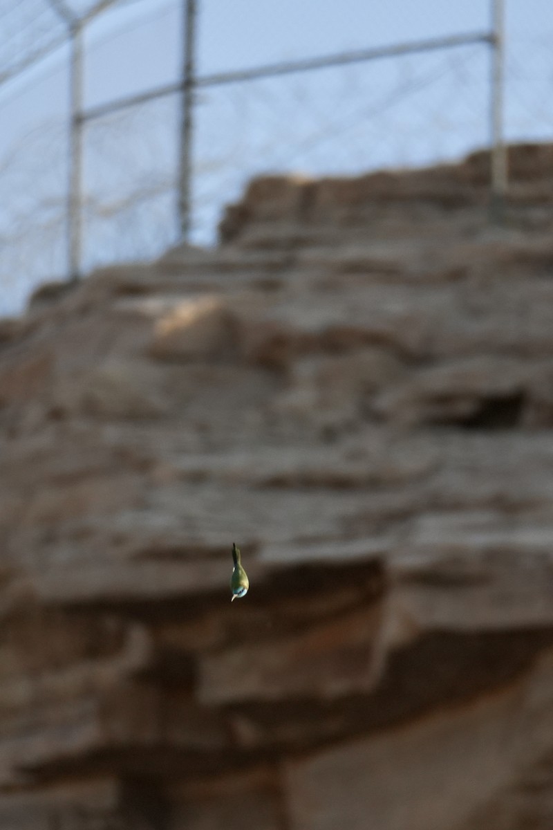 Arabian Green Bee-eater - ML645535536