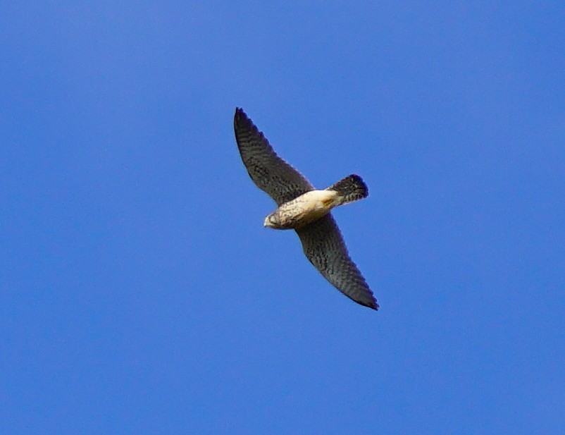 tårnfalk - ML645535548