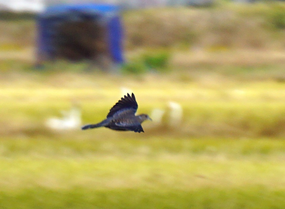 mongolturteldue - ML645535550