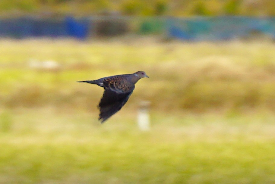 mongolturteldue - ML645535551