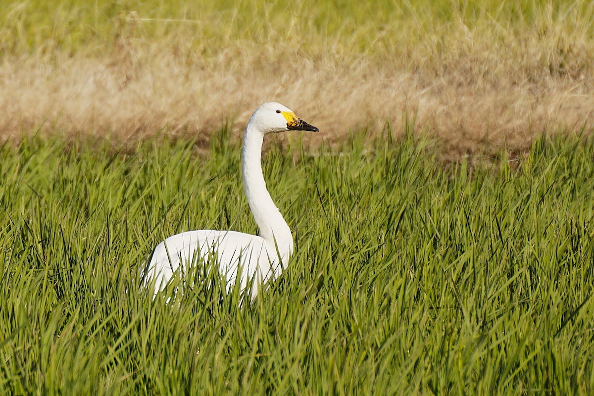 dvergsvane - ML645535563