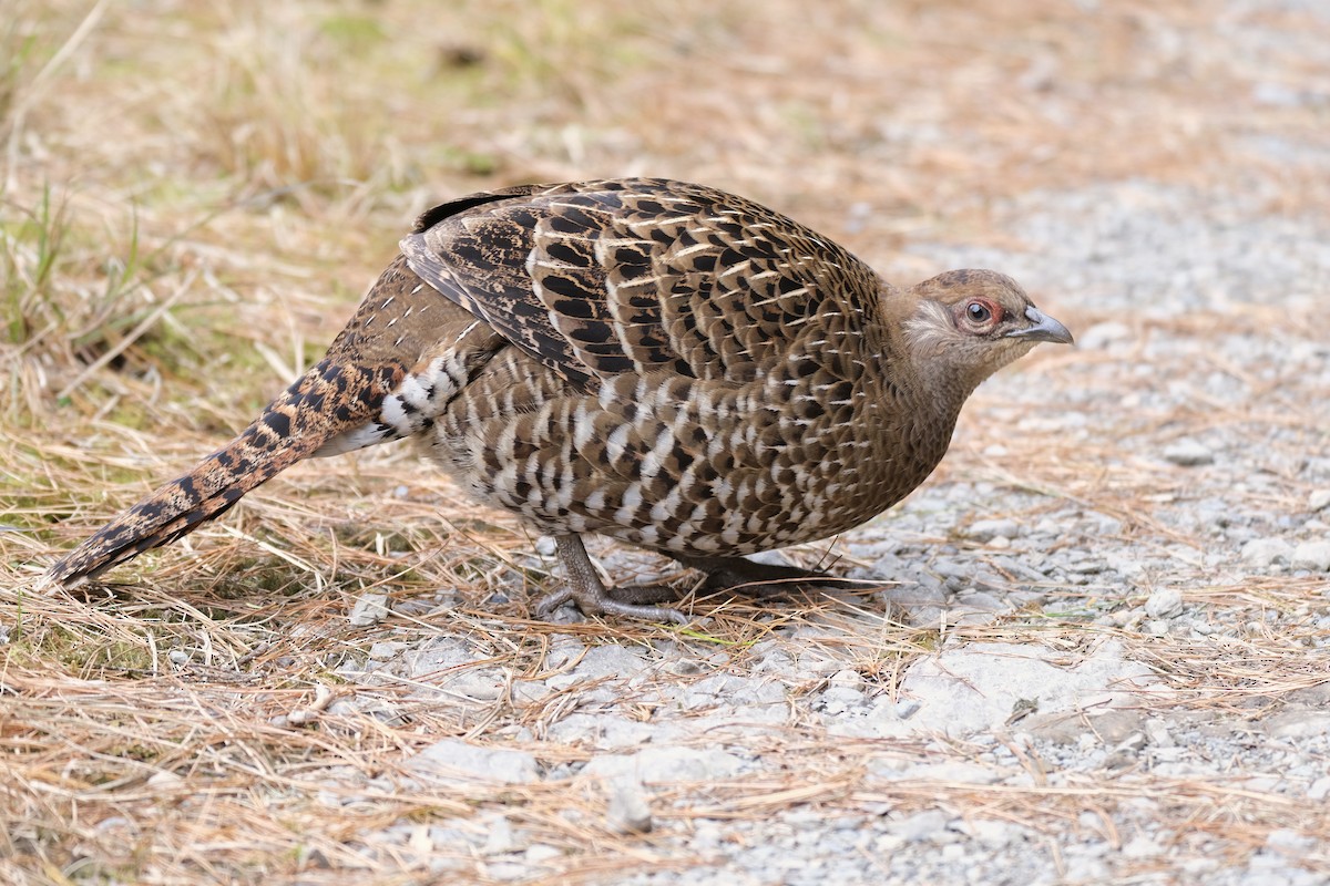 Mikado Pheasant - ML645535579