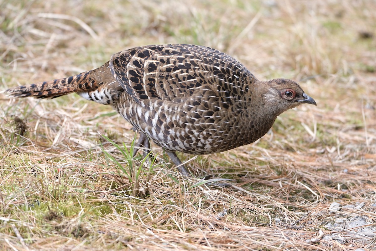 Mikado Pheasant - ML645535580