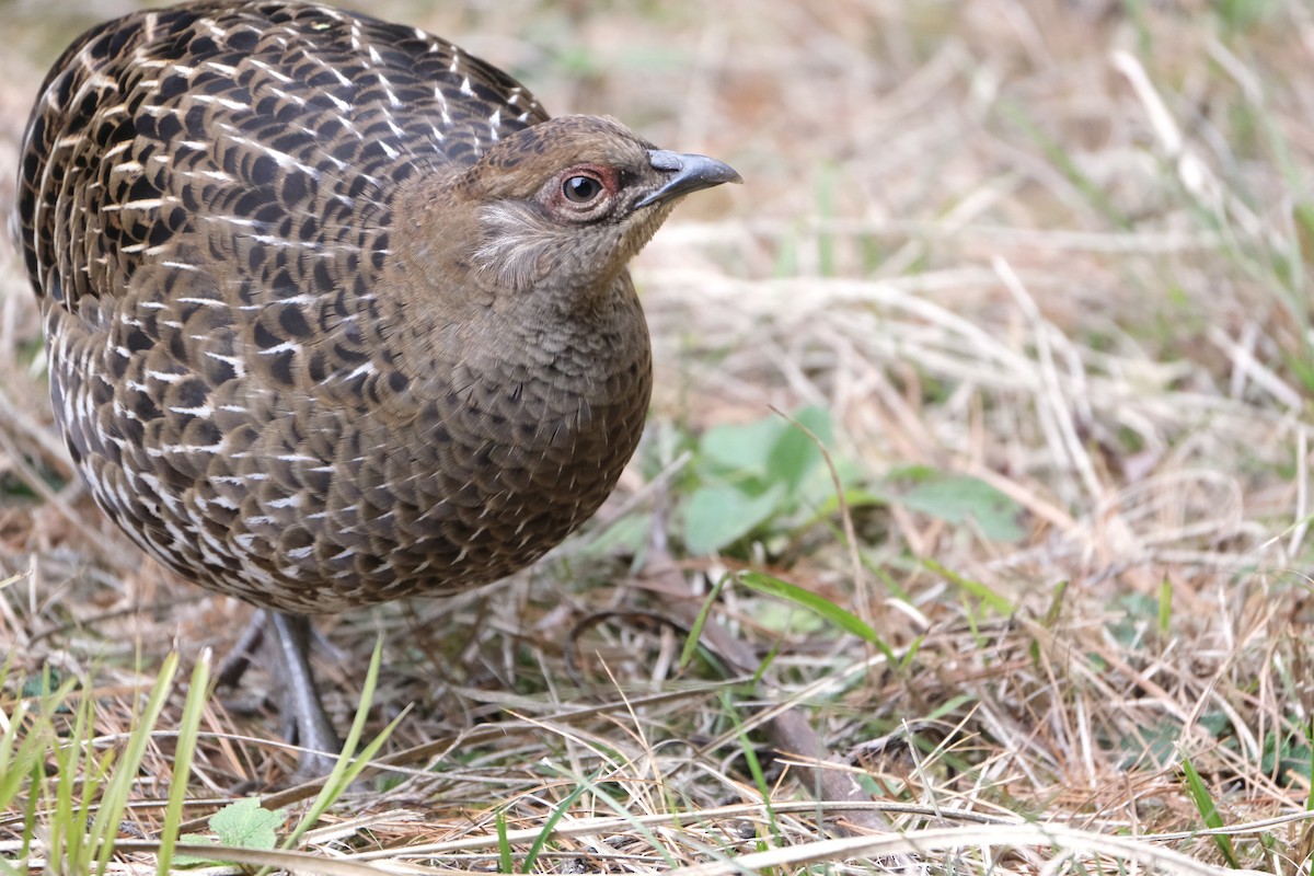 Mikado Pheasant - ML645535581