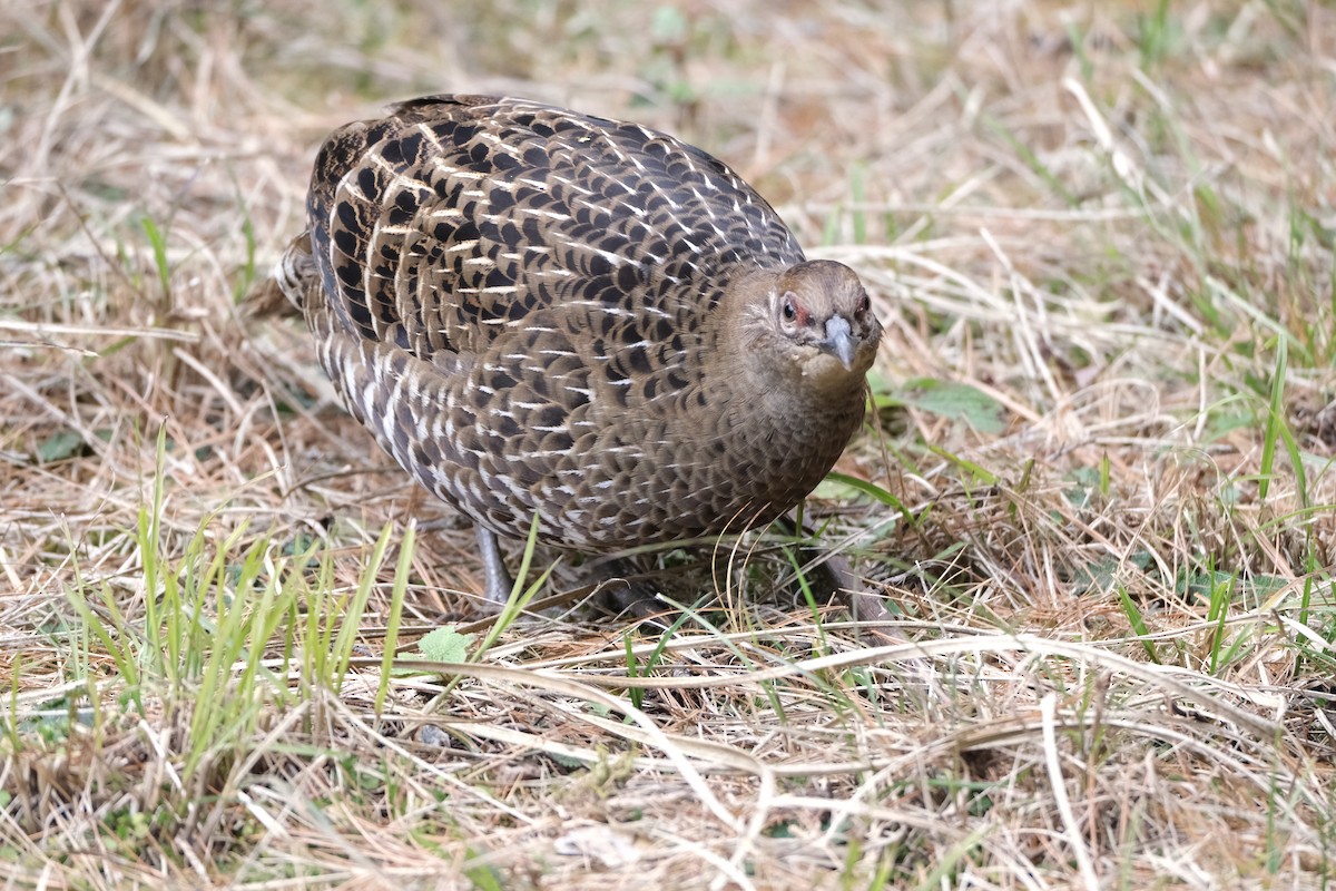 Mikado Pheasant - ML645535582
