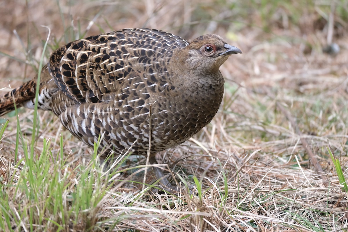 Mikado Pheasant - ML645535583