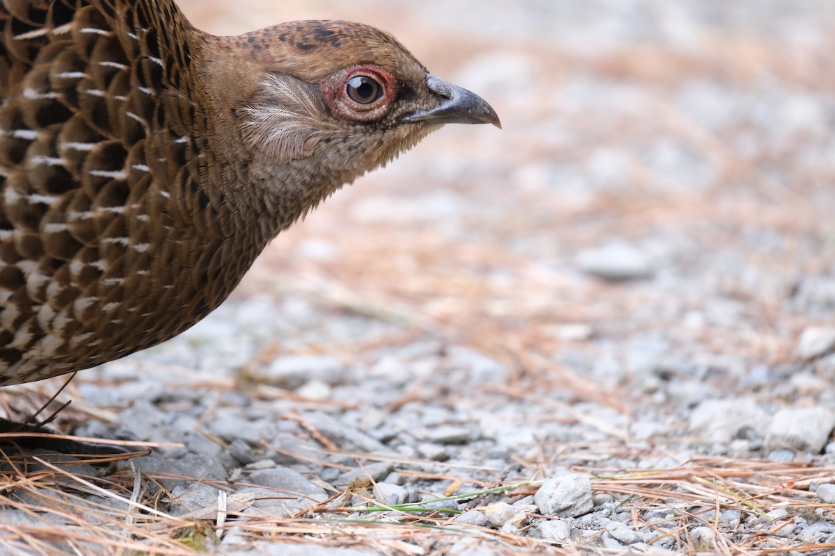 Mikado Pheasant - ML645535584