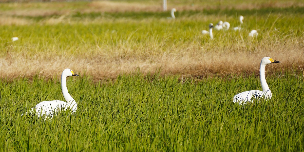 dvergsvane - ML645535585