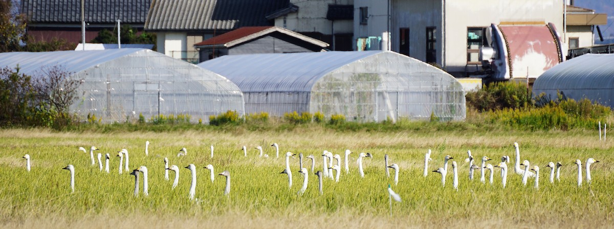 dvergsvane - ML645535586