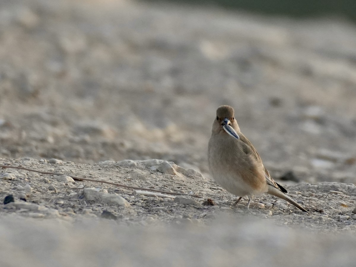 Basamortuko txonta - ML645535590