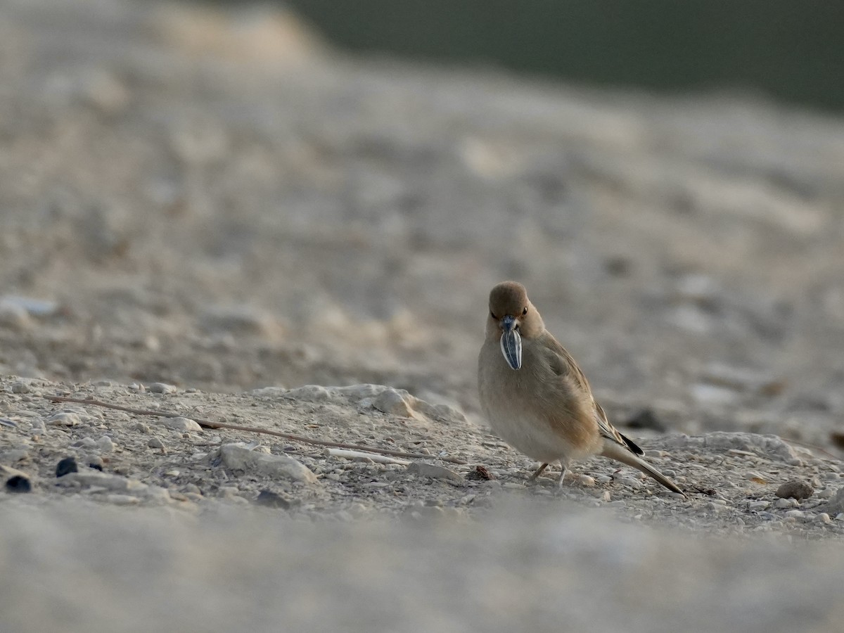 Basamortuko txonta - ML645535591