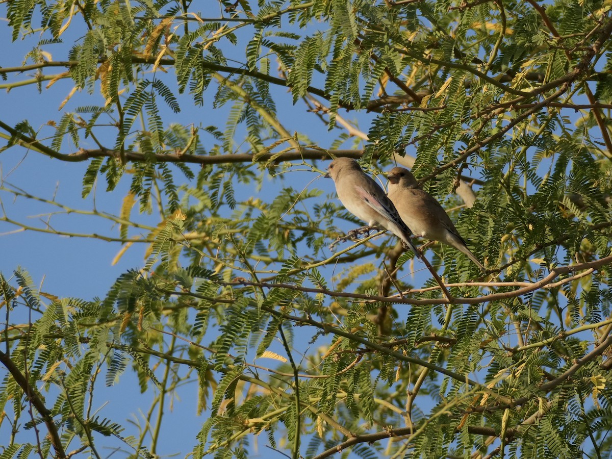 Basamortuko txonta - ML645535592