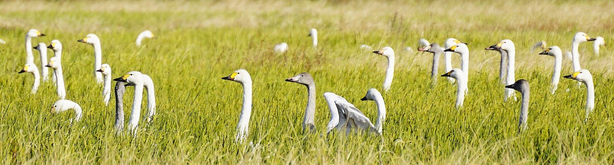 dvergsvane - ML645535593