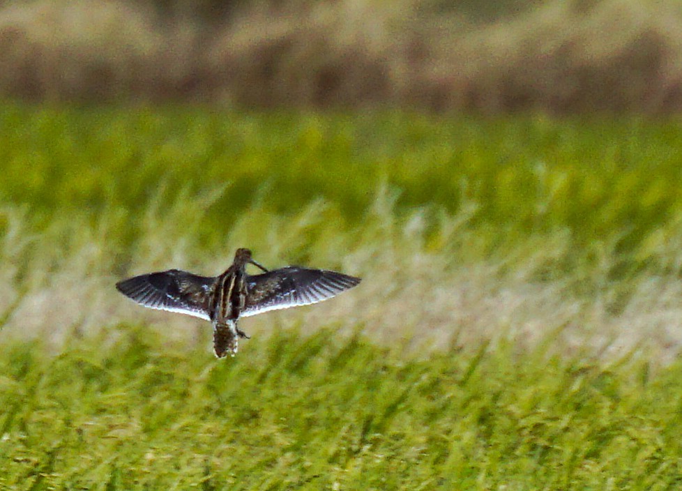 enkeltbekkasin - ML645535594