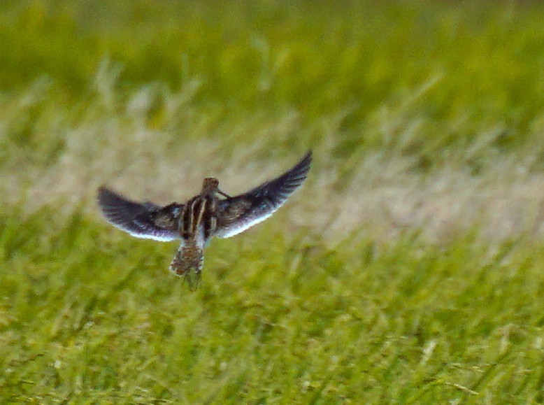 enkeltbekkasin - ML645535595