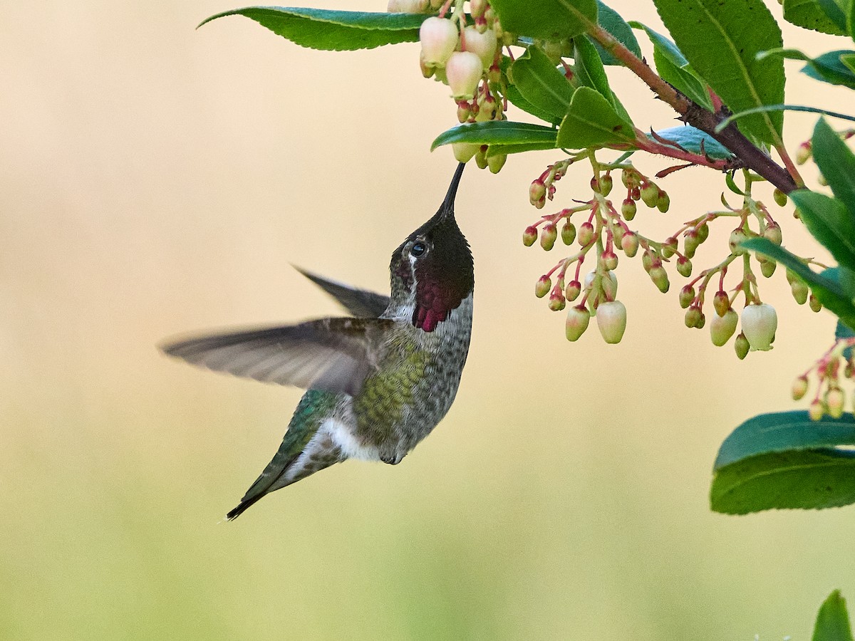 Anna's Hummingbird - ML645535610