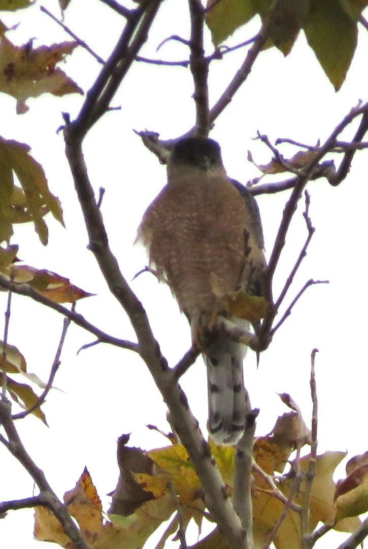Cooper's Hawk - ML645535612