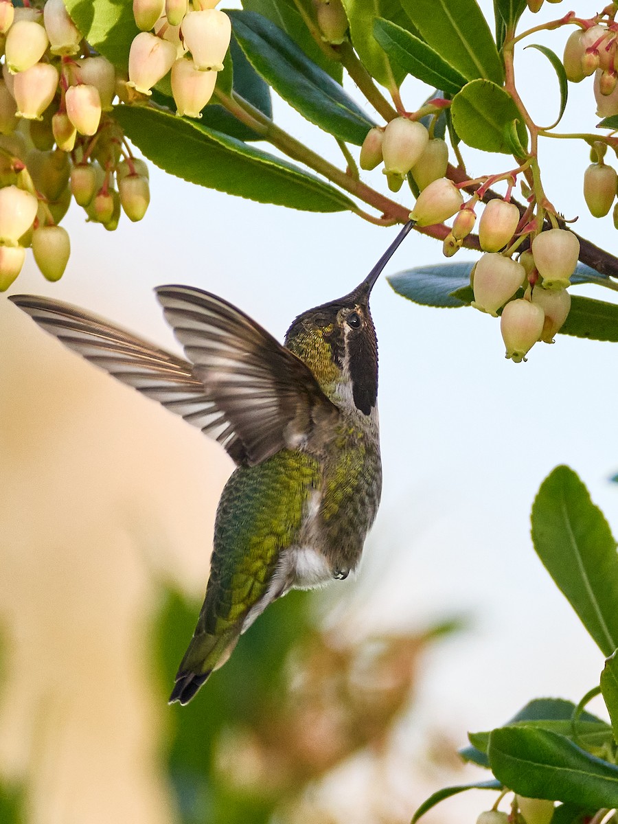 Anna's Hummingbird - ML645535613