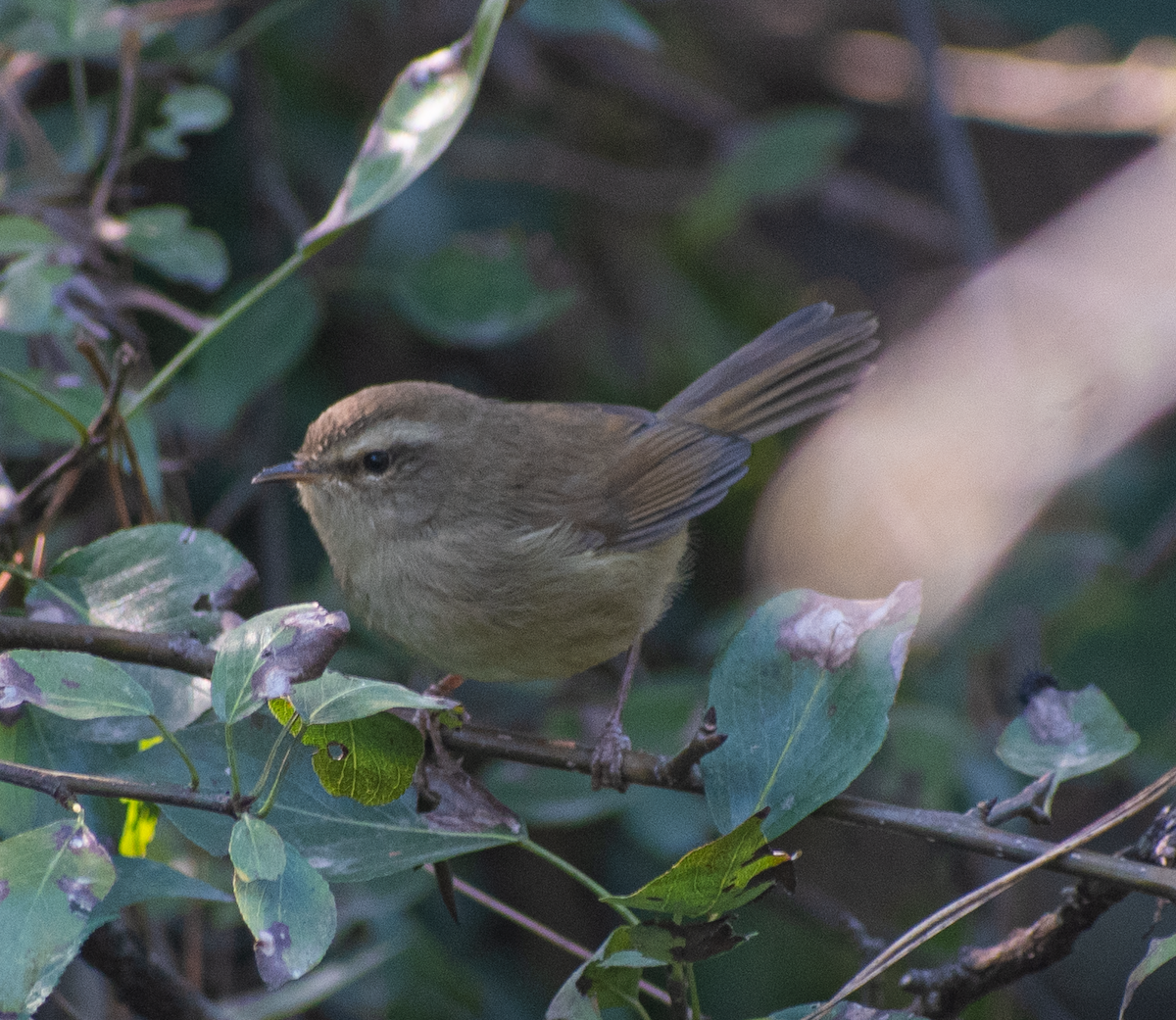 タイワンコウグイス - ML645535614