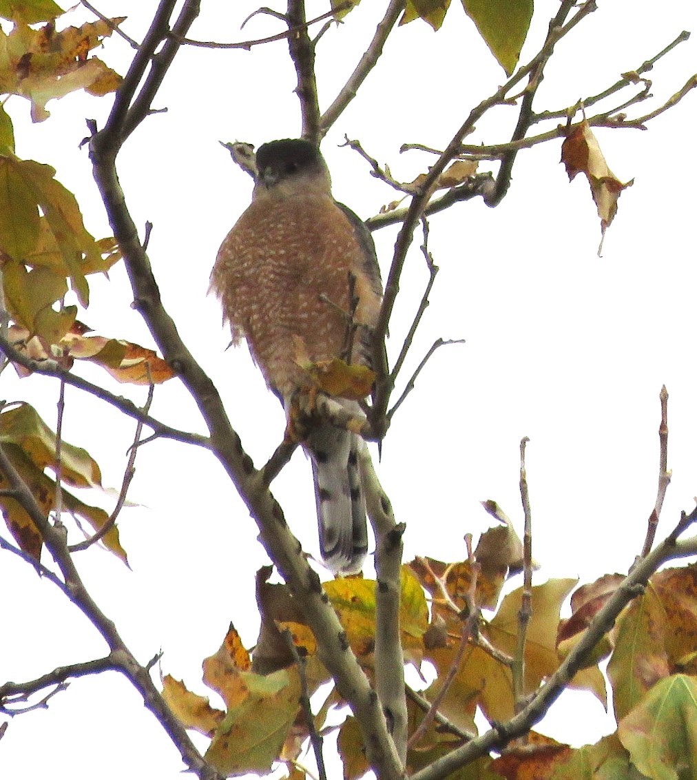Cooper's Hawk - ML645535615