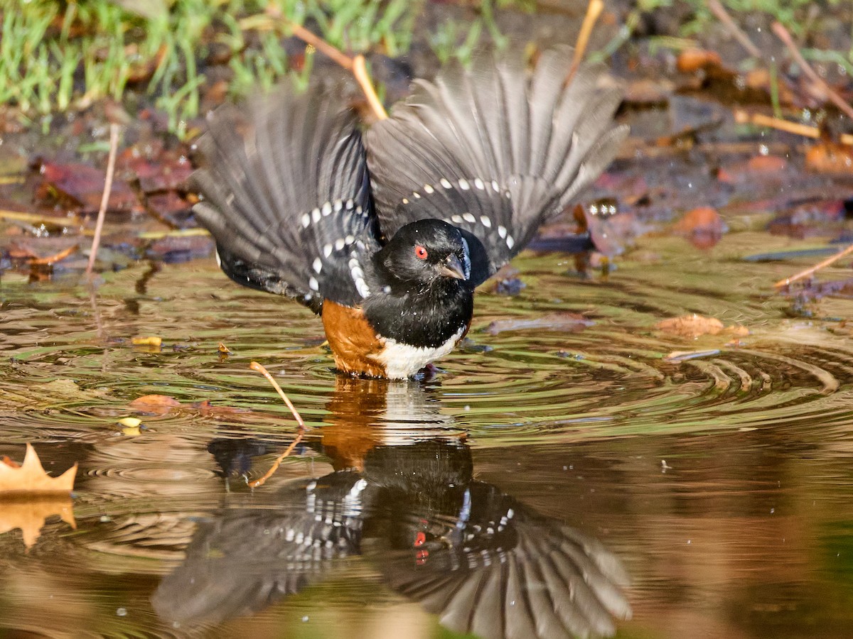 Spotted Towhee (oregonus Group) - ML645535616