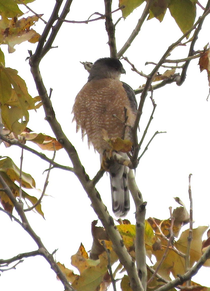 Cooper's Hawk - ML645535617
