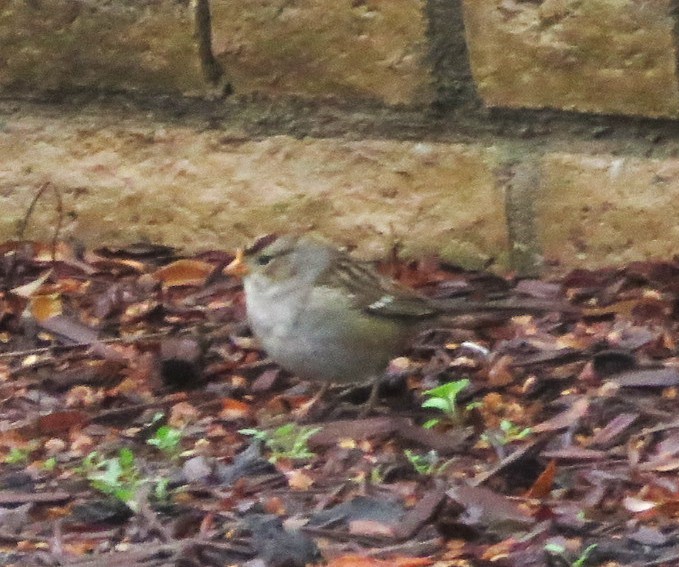 strnadec bělopásý - ML645535618