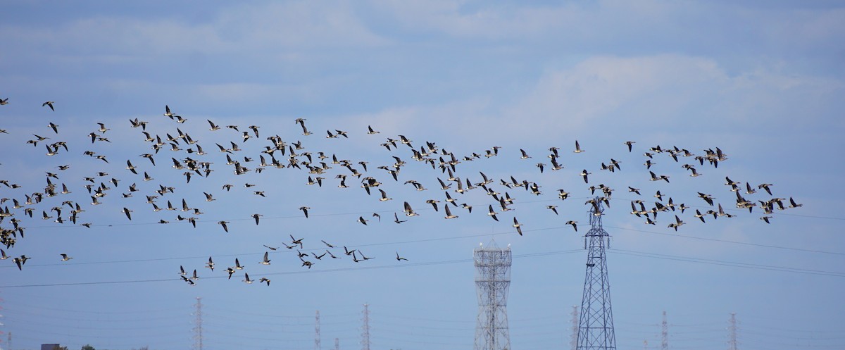 tundragås - ML645535619