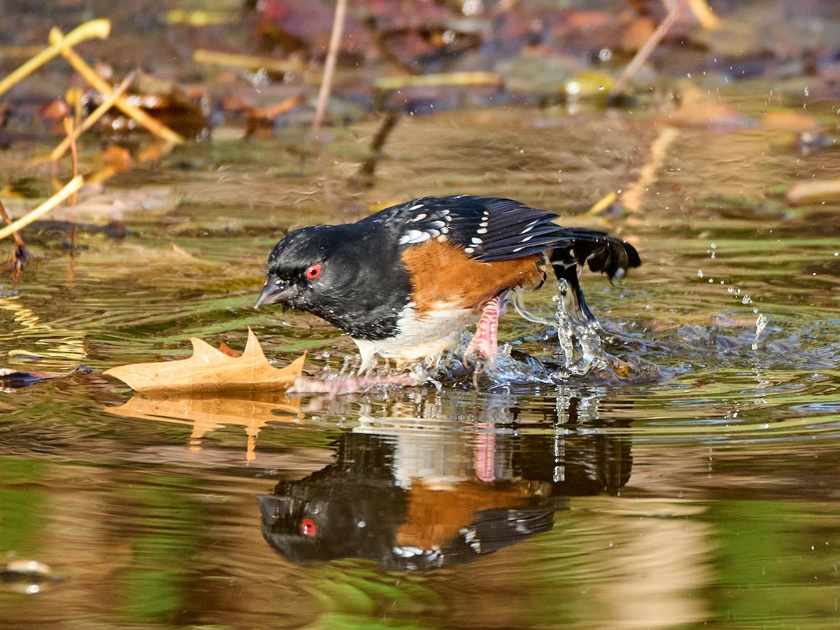 Spotted Towhee (oregonus Group) - ML645535627
