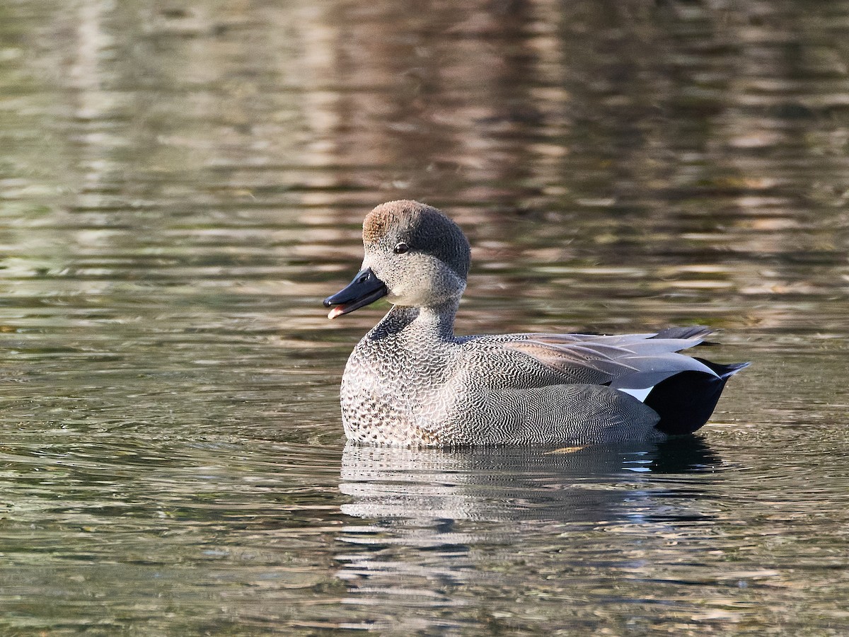 Gadwall - ML645535629