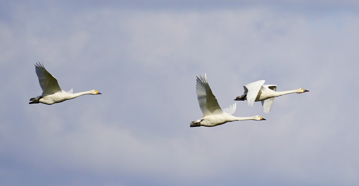 dvergsvane - ML645535631