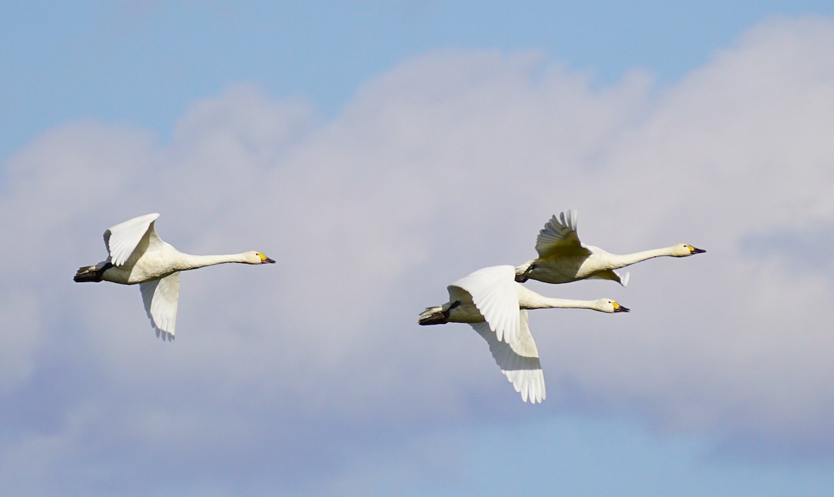 dvergsvane - ML645535633