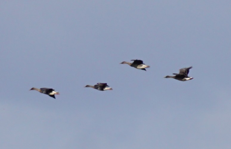 taigasædgås - ML645535635