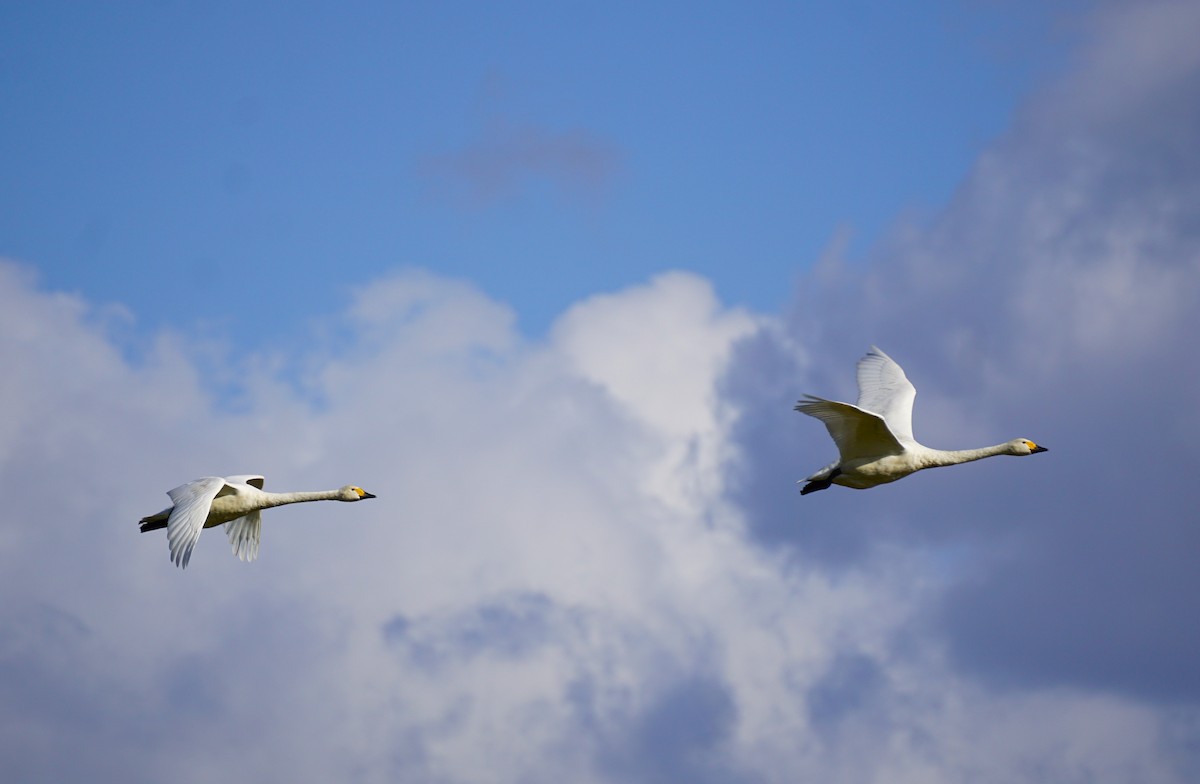 dvergsvane - ML645535643